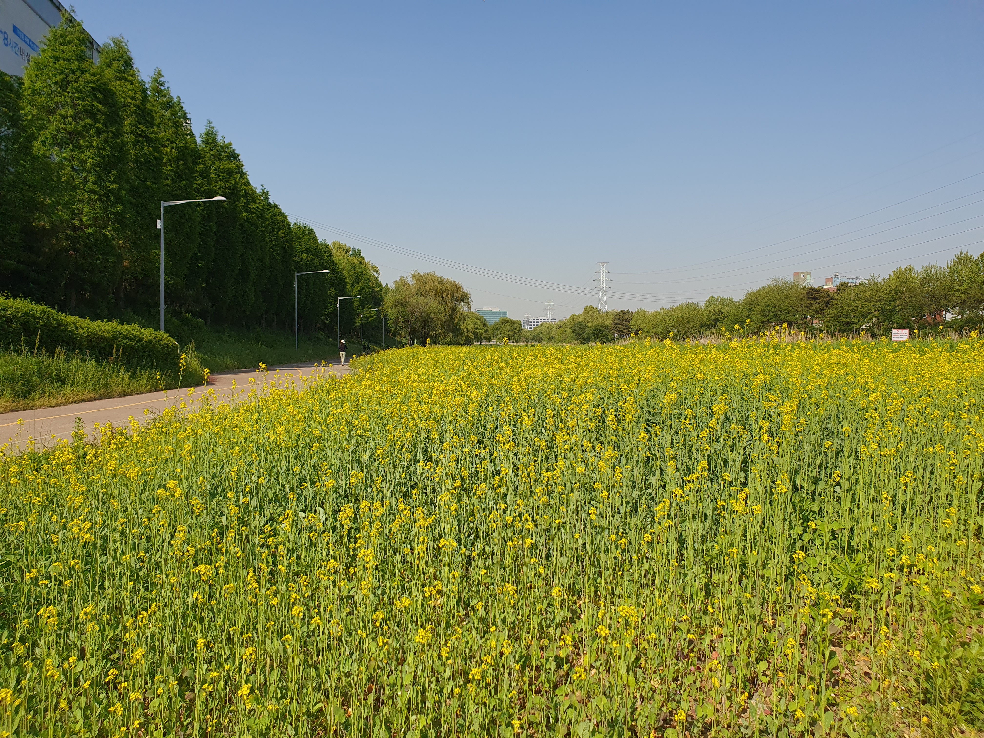 생명의 하천으로 거듭난 승기천이 연수구를 넘어 인천 시민들의 나들이 명소이자 문화공간으로 자리매김하고 있다